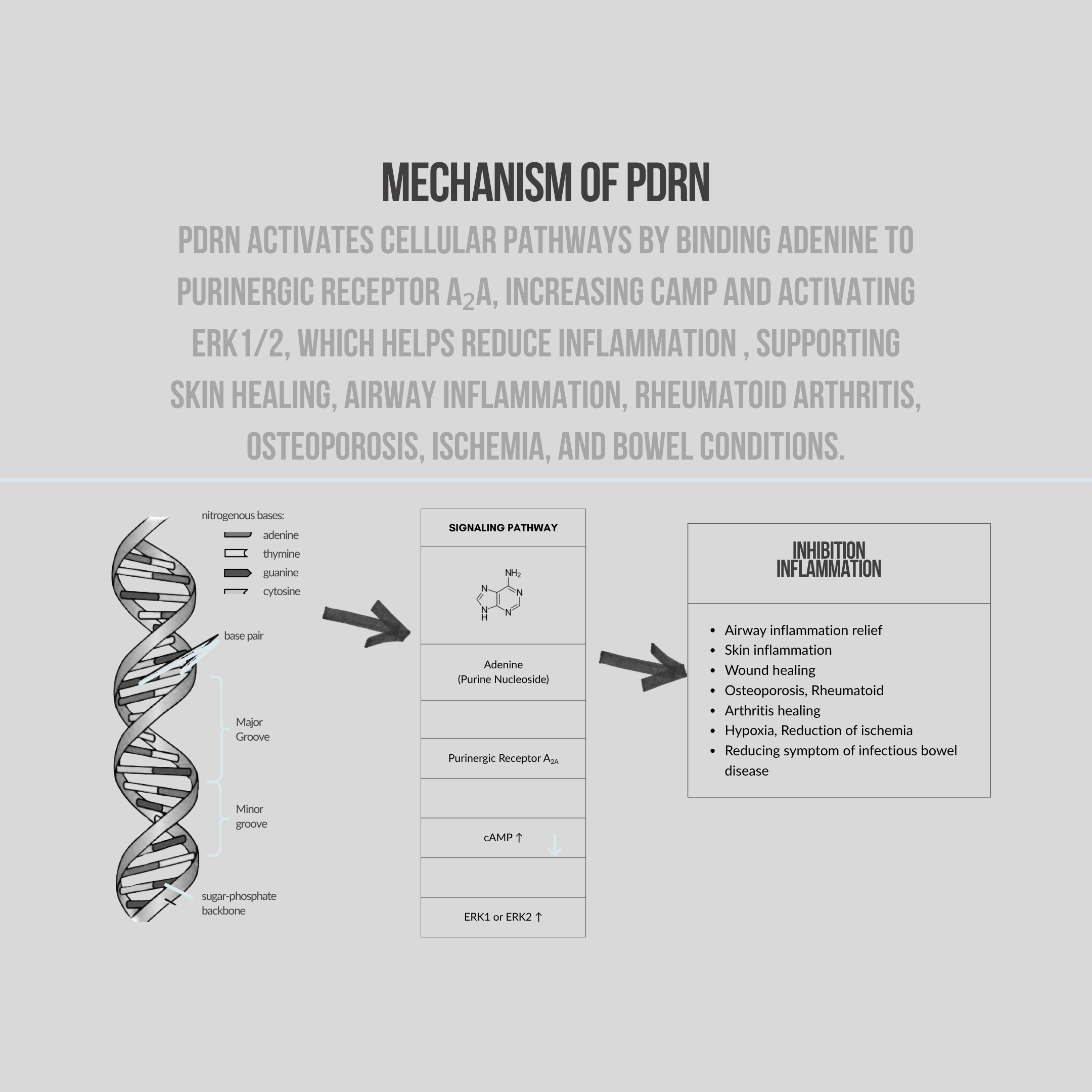 mechanism of pdrn